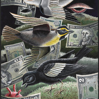 Morgan Bulkeley'swork, Book: Snow Bunting, Dickcissel, Lark Bunting Mask